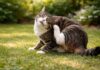 Pulci o allergia nel gatto? I segnali per capire la differenza Pulci o allergia
