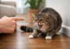 Punire un gatto aggressivo