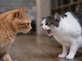 Stress da convivenza forzata: segnali da riconoscere Stress da convivenza forzata