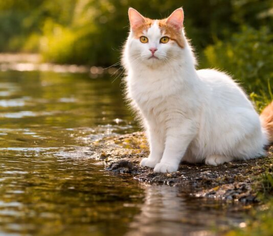 Turkish Van