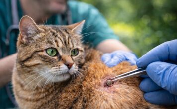 Zecche nel gatto: rischi reali e falsi allarmi Zecche nel gatto