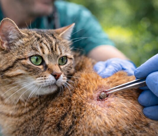 Zecche nel gatto