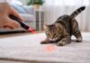 gioco peggiora il comportamento del gatto