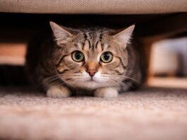 Quando lo stress si trasforma in problema comportamentale stress problema comportamentale