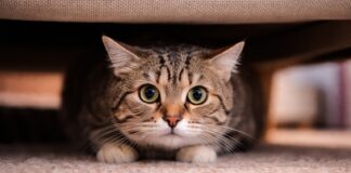 stress problema comportamentale