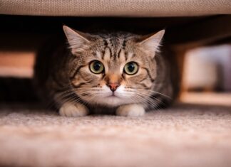 Quando lo stress si trasforma in problema comportamentale stress problema comportamentale