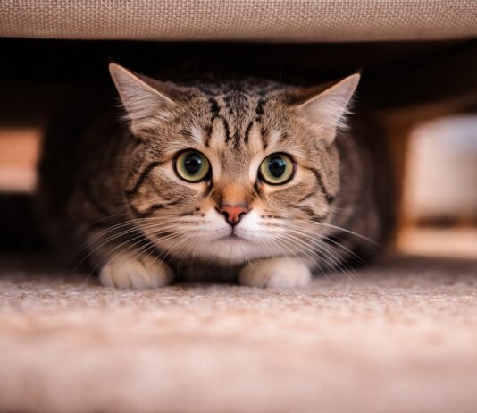 Quando lo stress si trasforma in problema comportamentale stress problema comportamentale